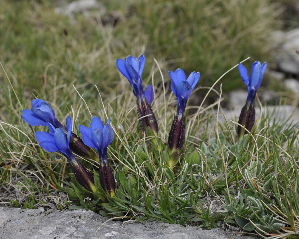 Изображение особи Gentiana verna ssp. balcanica.