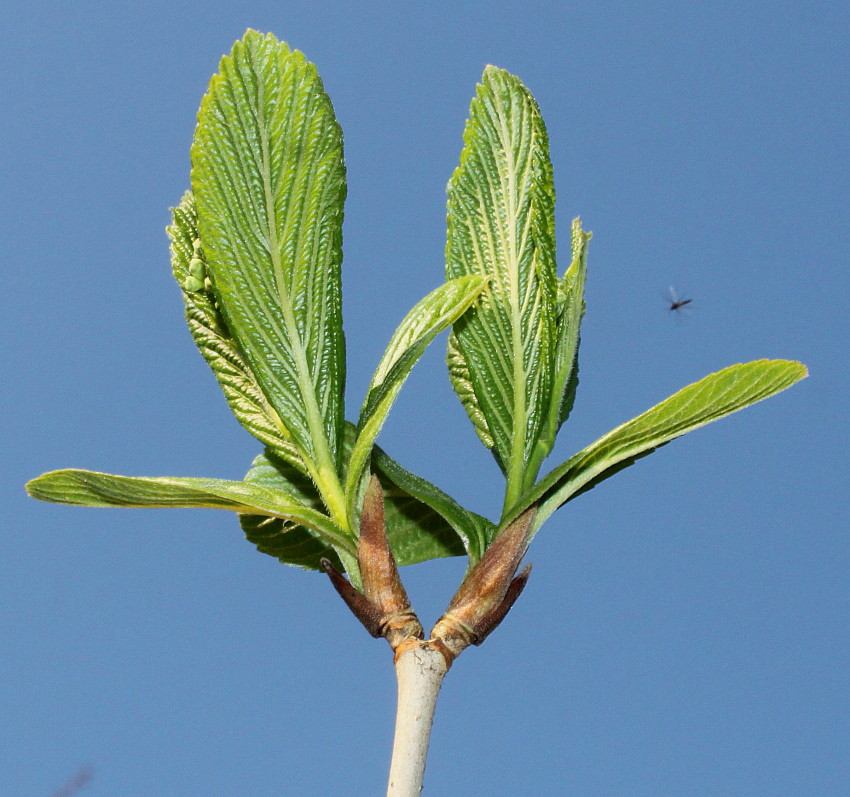 Изображение особи Viburnum sieboldii.