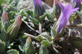 Campanula anchusiflora