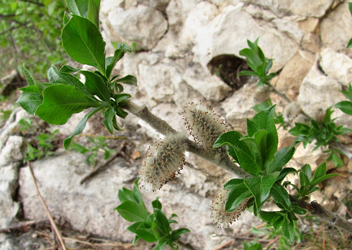 Изображение особи Salix recurvigemmata.