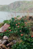 Rubus chamaemorus. Плодоносящее растение. Кольский п-ов, Восточный Мурман, берег губы Ярнышная. Конец июля 2002 г.