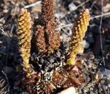 Orostachys spinosa. Соцветия и нижняя часть соплодия. Амурская обл., в ~ 30 км севернее Благовещенска, обочина грунтовой дороги. 09.10.2014.