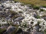 Eriophorum scheuchzeri. Аспект плодоносящей пушицы среди валунов у вытекающего из верхового озера ручья. Кольский полуостров, Восточный Мурман, окр. губы Порчниха, горный массив в р-не Выселковских озер. 24.08.2009.