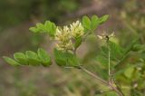 Astragalus glycyphyllos. Верхушка цветущего растения. Респ. Чувашия, Мариинско-Посадский р-н, окр. дер. Шульгино, сырой луг с кустарниками на дне балки. 11.07.2015.