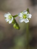 Drosera rotundifolia