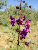 Verbascum phoeniceum