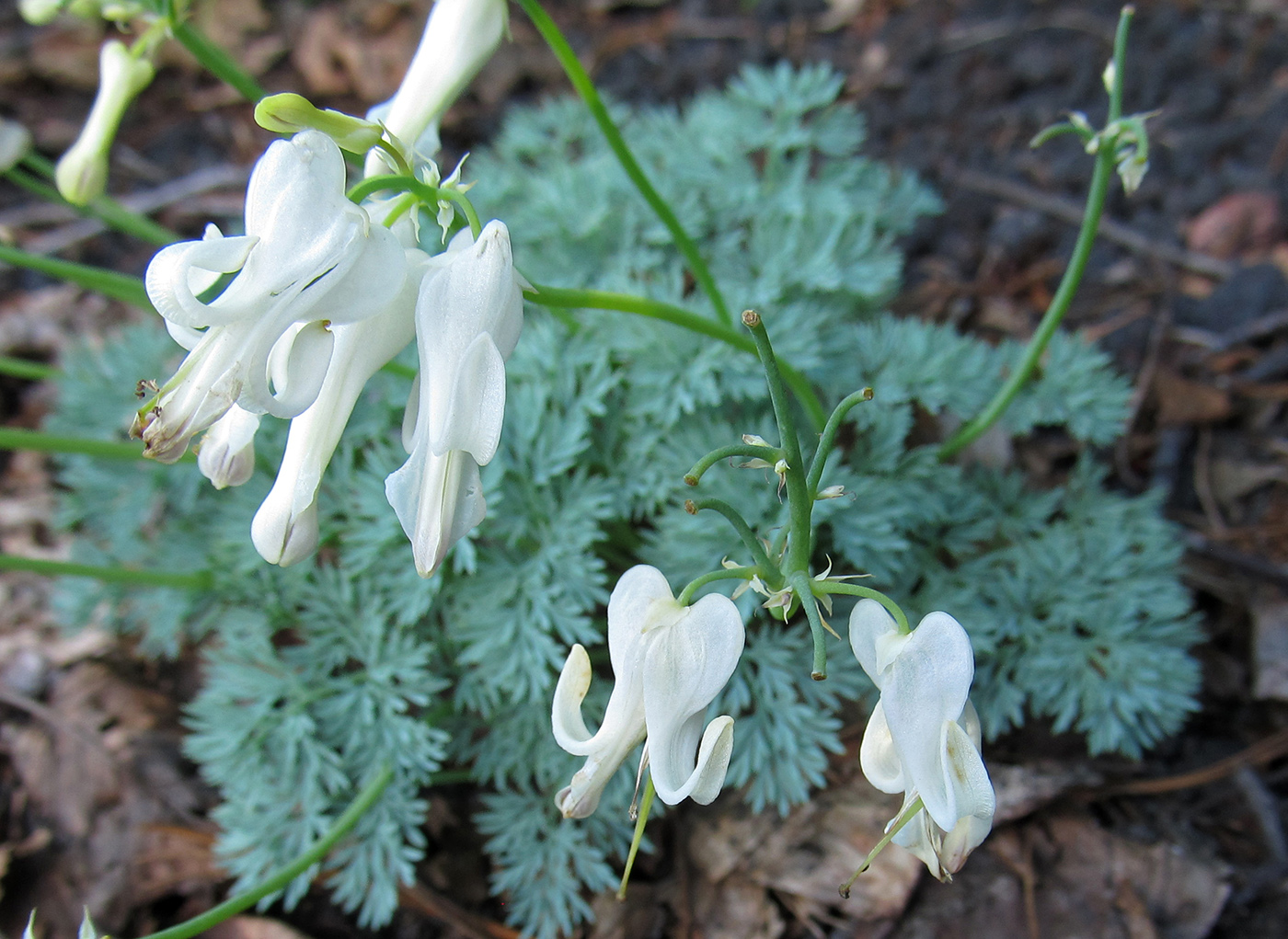 Image of Dicentra peregrina specimen.