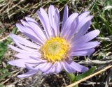 Aster alpinus