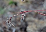 Luzula spicata