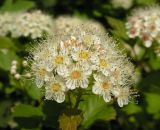 Physocarpus opulifolius