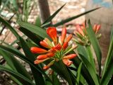 Clivia miniata. Верхушки листьев и соцветие с бутонами и распускающимися цветками. Израиль, Тель-Авив, парк Яркон \"Цапари\", в культуре. 18.03.2016.