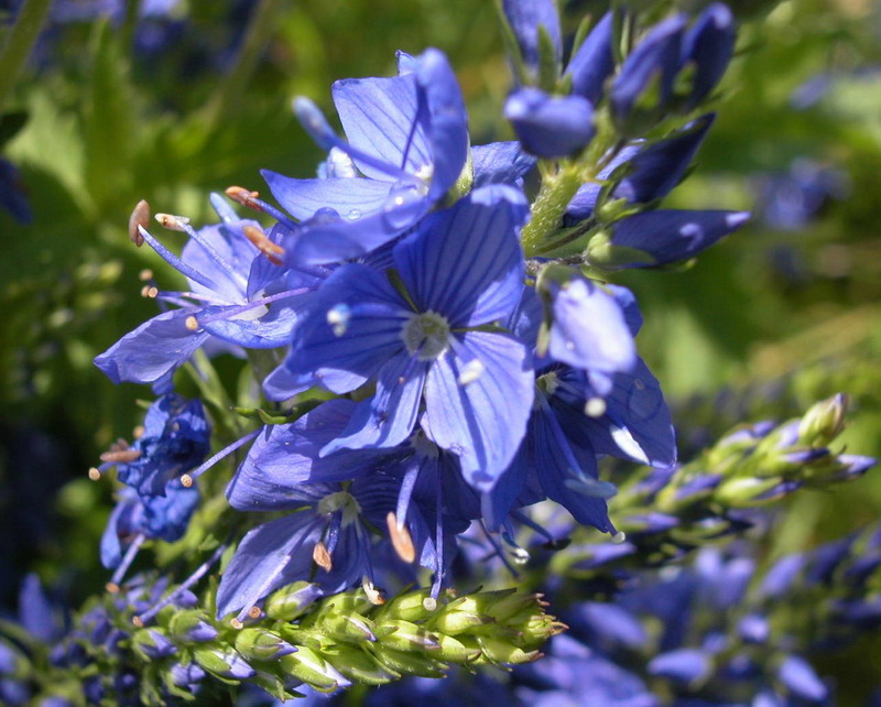 Изображение особи Veronica teucrium.