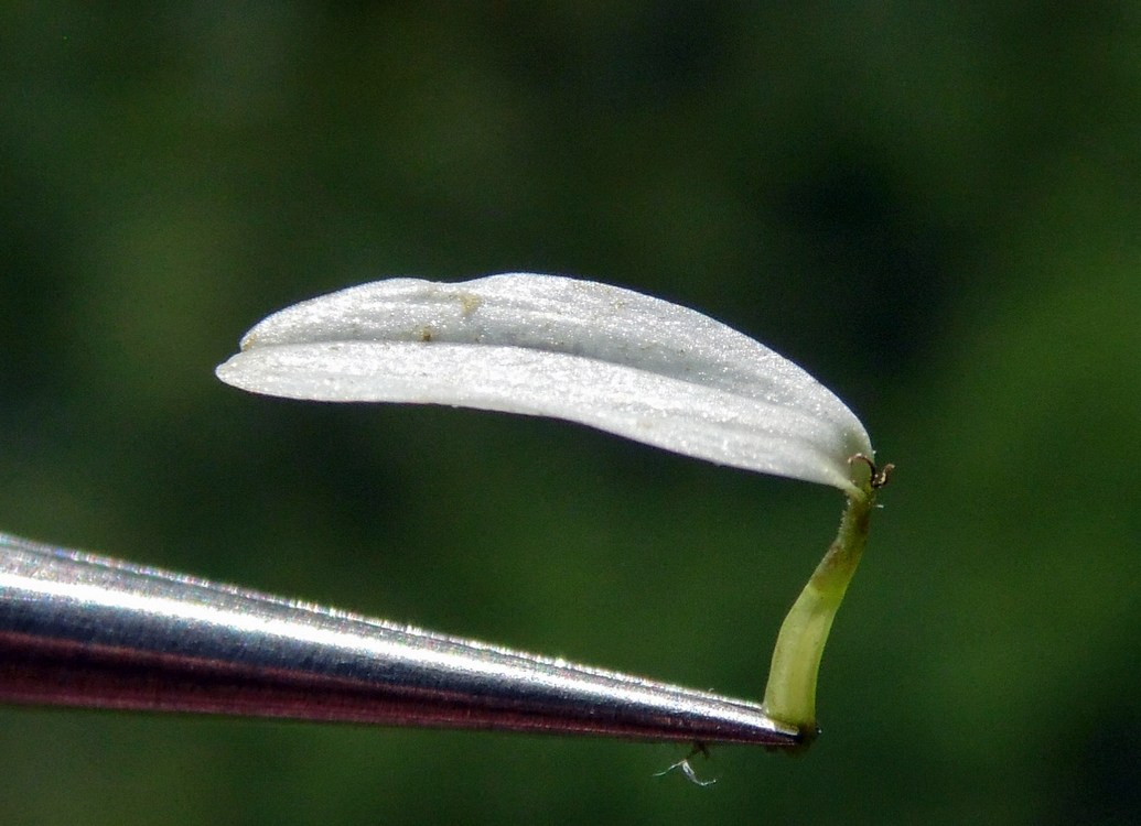 Image of Pyrethrum corymbosum specimen.