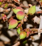 Commiphora habessinica