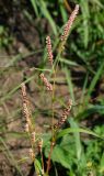 Persicaria lapathifolia