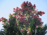 Triplaris americana. Верхушка цветущего и плодоносящего дерева. Австралия, г. Брисбен, ботанический сад. 05.06.2016.
