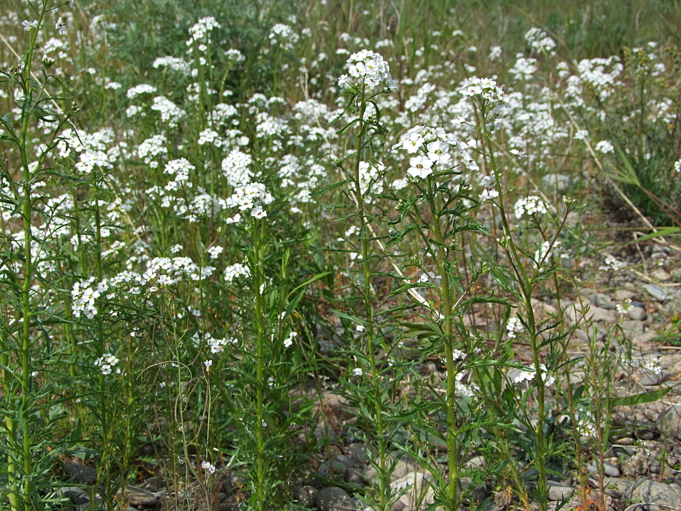 Изображение особи Dontostemon pinnatifidus.