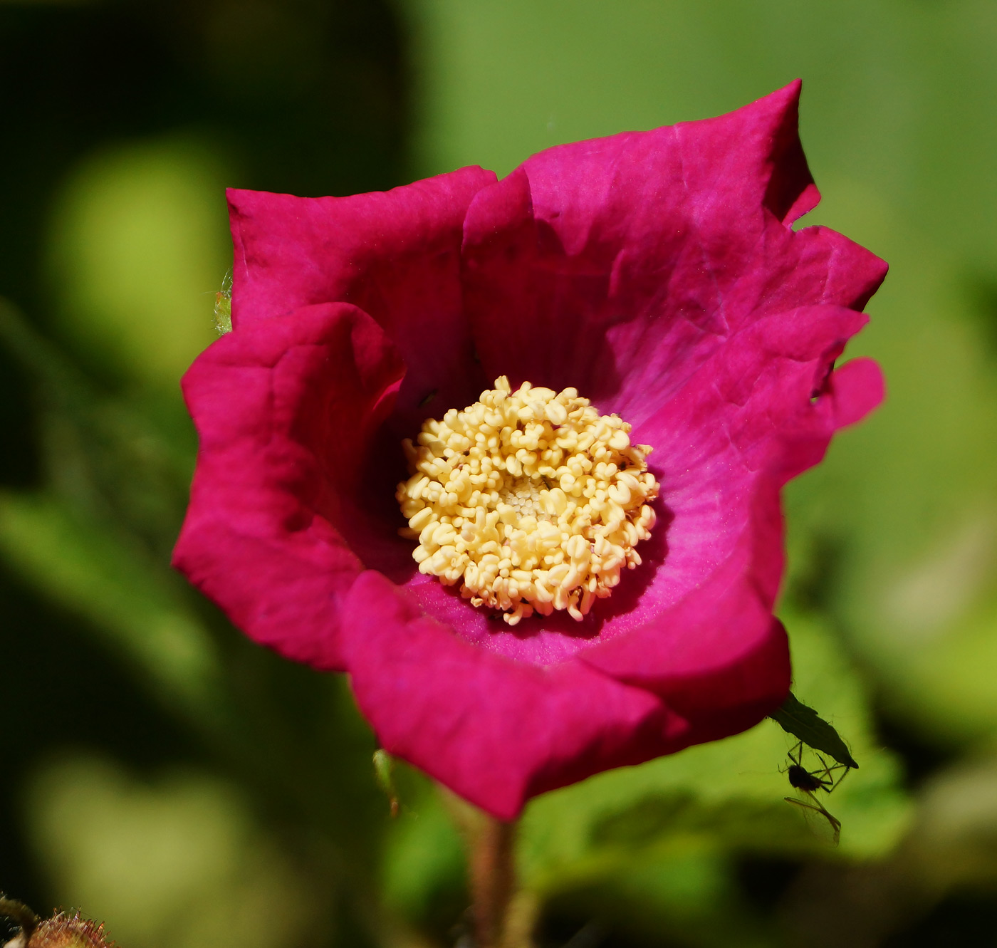 Image of Rubus odoratus specimen.