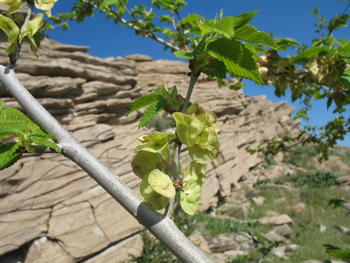 Изображение особи Ulmus pumila.