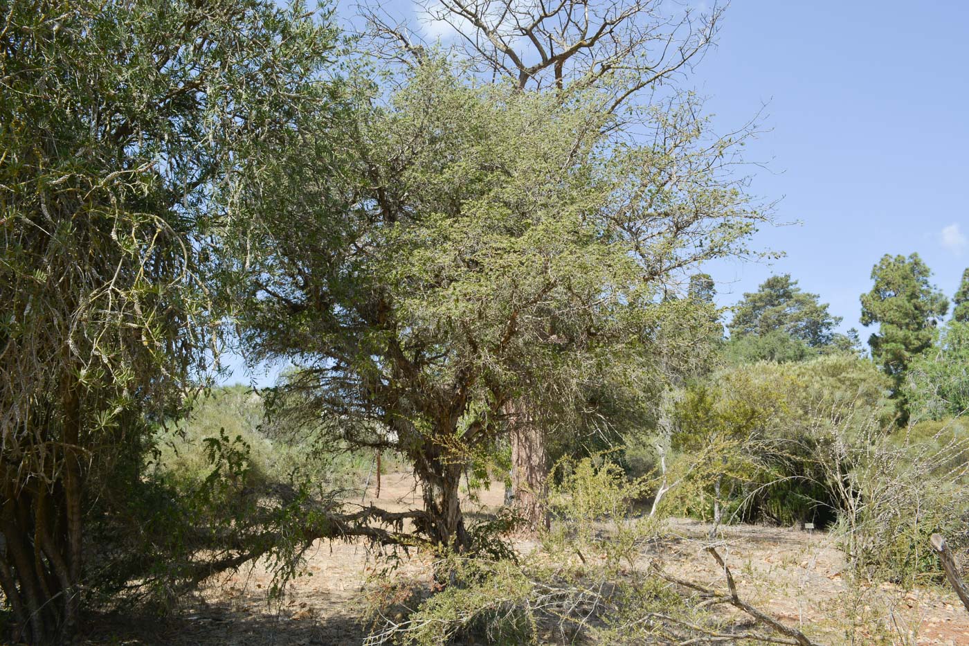 Изображение особи Melaleuca elliptica.