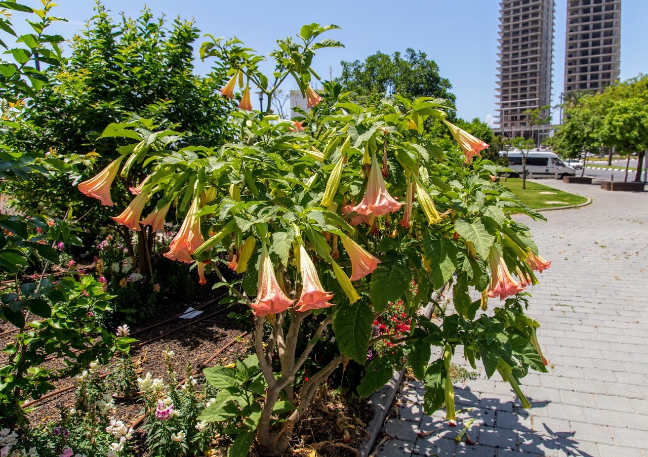 Изображение особи род Brugmansia.