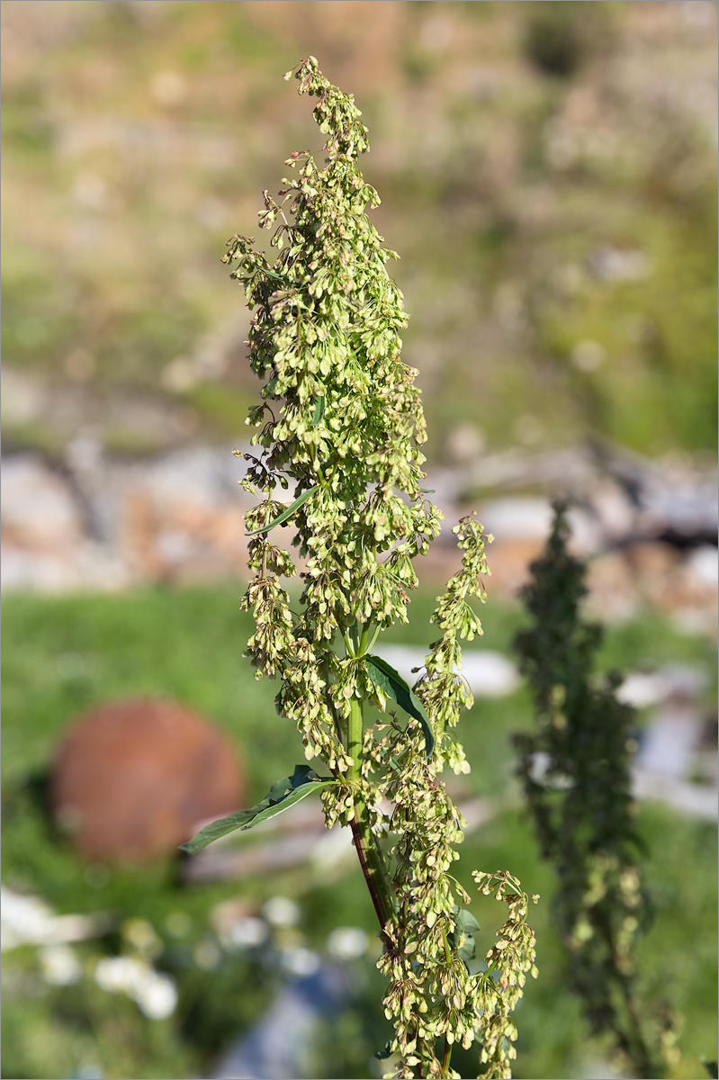 Изображение особи Rumex aquaticus.