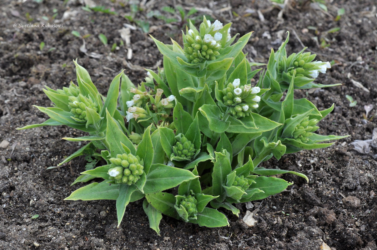 Изображение особи Pulmonaria mollis.