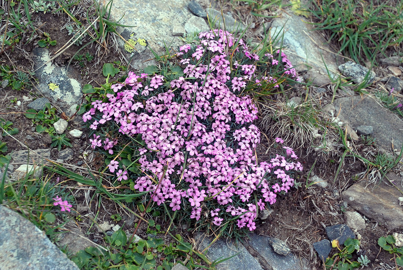 Изображение особи Silene acaulis.