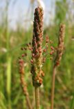 Plantago maritima. Соцветие. Архангельская обл., Приморский р-н, берег Никольского рукава в дельте р. Сев. Двина. 19 июня 2010 г.