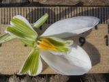 Galanthus plicatus