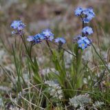 Myosotis asiatica. Цветущее растение. Кыргызстан, Ошская обл., Алайский хребет выше перевала Талдык, субальпика, ≈ 3700 м н.у.м., ниже водораздельного гребня, горная лугостепь. 18 августа 2019 г.