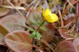 Ranunculus nivalis