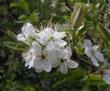 Prunus stepposa