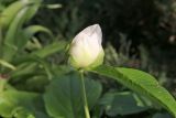 Paeonia wittmanniana