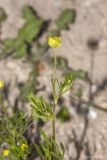 Ranunculus arvensis