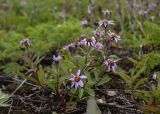 Aster sibiricus. Цветущее растение. Камчатский край, Елизовский р-н, природный парк \"Вулканы Камчатки\", кордон Центральный, периферия термальной площадки \"Котёл\". 21.08.2022.