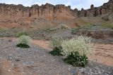 Crambe schugnana