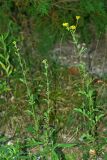 Senecio erraticus. Цветущие растения. Республика Абхазия, г. Сухум. 25.08.2009.