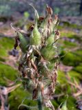 Oxytropis ivdelensis. Соплодие с кормящимися тлями. Свердловская обл., окр. г. Североуральск, правый берег канал Дублёр в р-не известнякового карьера. 09.07.2011.