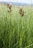 Juncus atratus