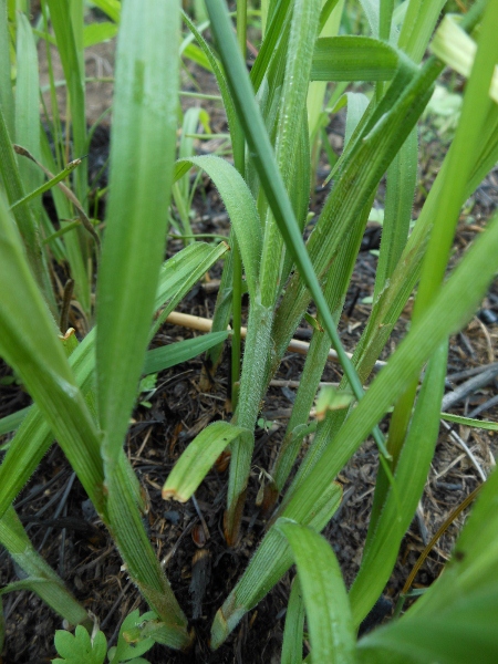 Изображение особи Carex latisquamea.