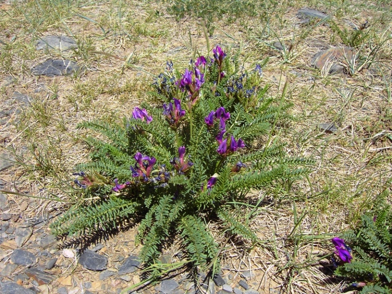 Изображение особи Oxytropis pseudoglandulosa.