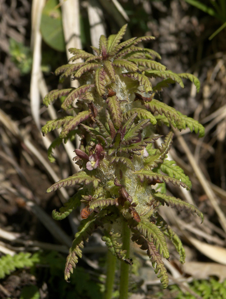 Изображение особи Pedicularis wilhelmsiana.