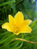 Hemerocallis minor