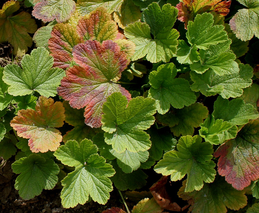 Изображение особи Waldsteinia geoides.