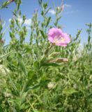 Epilobium villosum