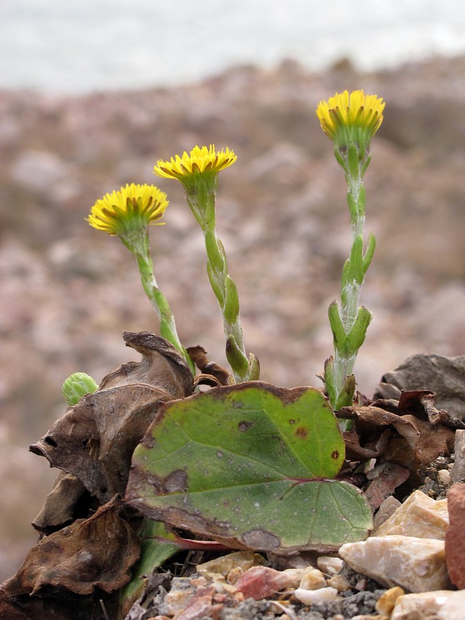 Image of Tussilago farfara specimen.