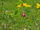 Lathyrus roseus. Верхушка побега с соцветием. Нагорный Карабах, Мартунинский р-н, окр. дер. Ннги. 07.05.2013.