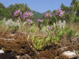 genus Thymus. Цветущее растение. Краснодарский край, м/о г. Новороссийск, гора Большой Маркотх, каменистая мергелевая россыпь, на моховой подушке. 17.05.2014.