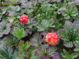 Rubus chamaemorus. Плодоносящее растение с созревающими плодами на заболоченном участке горной тундры. Кольский полуостров, Восточный Мурман. 14.08.2007.